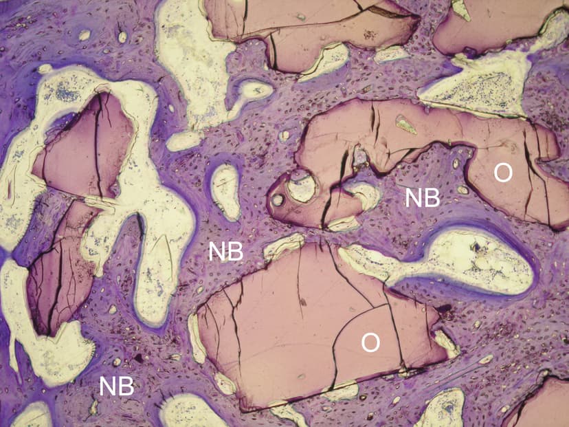 Histologie — 6 Monate nach Implantation